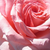 Różowy  - Róże rabatowe floribunda - Erzsébet királyné emléke